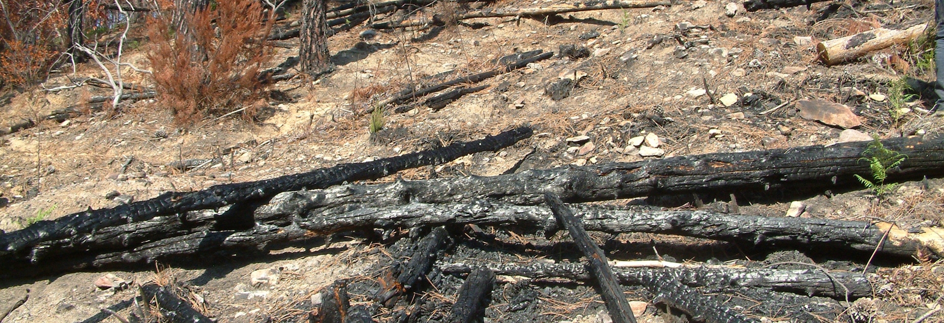 SE vuoi mitigare l’impatto degli incendi boschivi