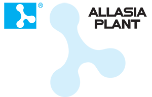 Allasia Plant