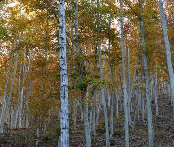 SE vuoi sostenere la selvicoltura per fissare a lungo la CO2