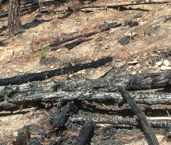 SE vuoi mitigare l’impatto degli incendi boschivi