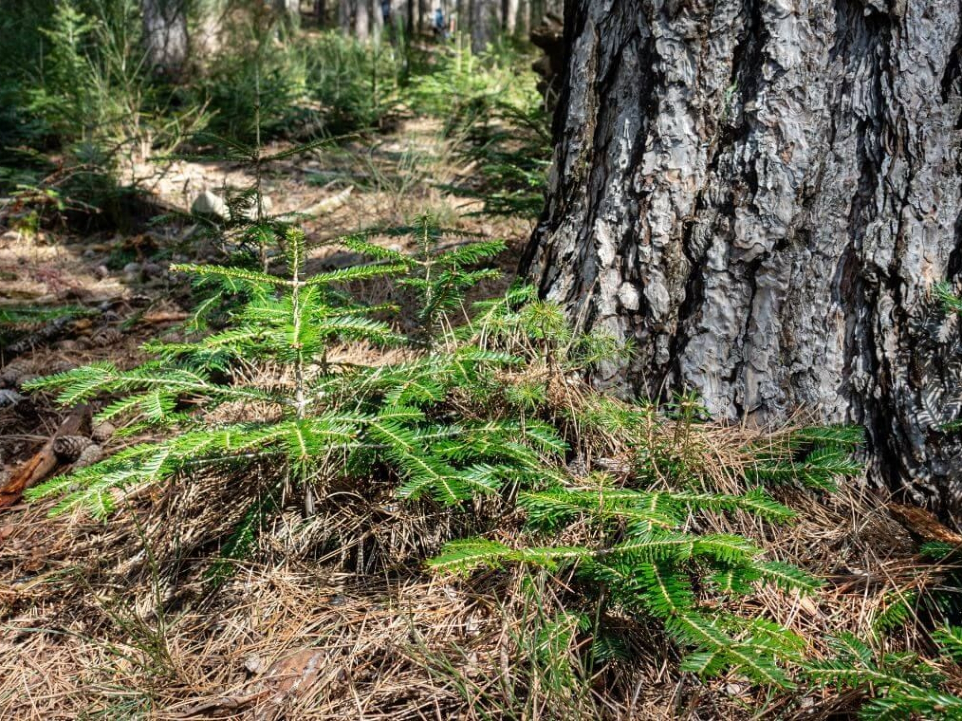 Verso un Manifesto condiviso per una Selvicoltura più vicina alla Natura